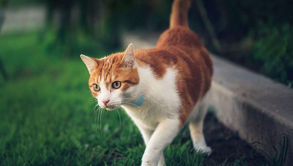 meilleur-gps-chat