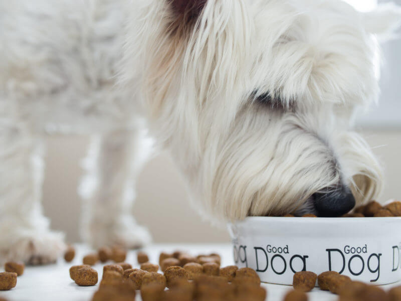 chien-qui-mange