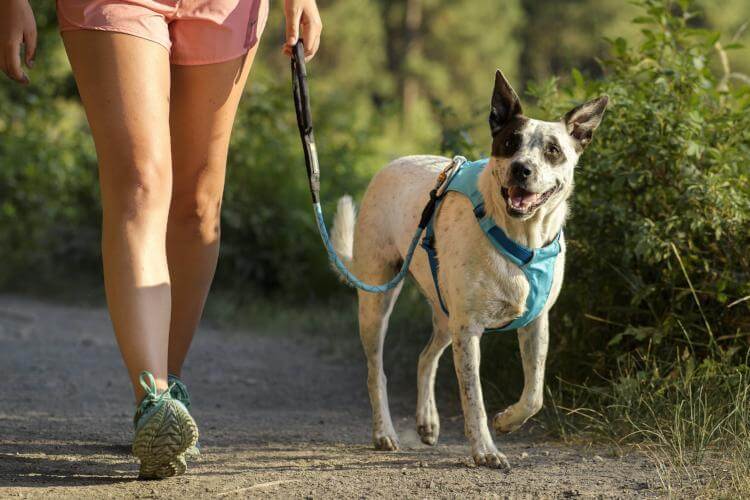 harnais-pour-chien-balade